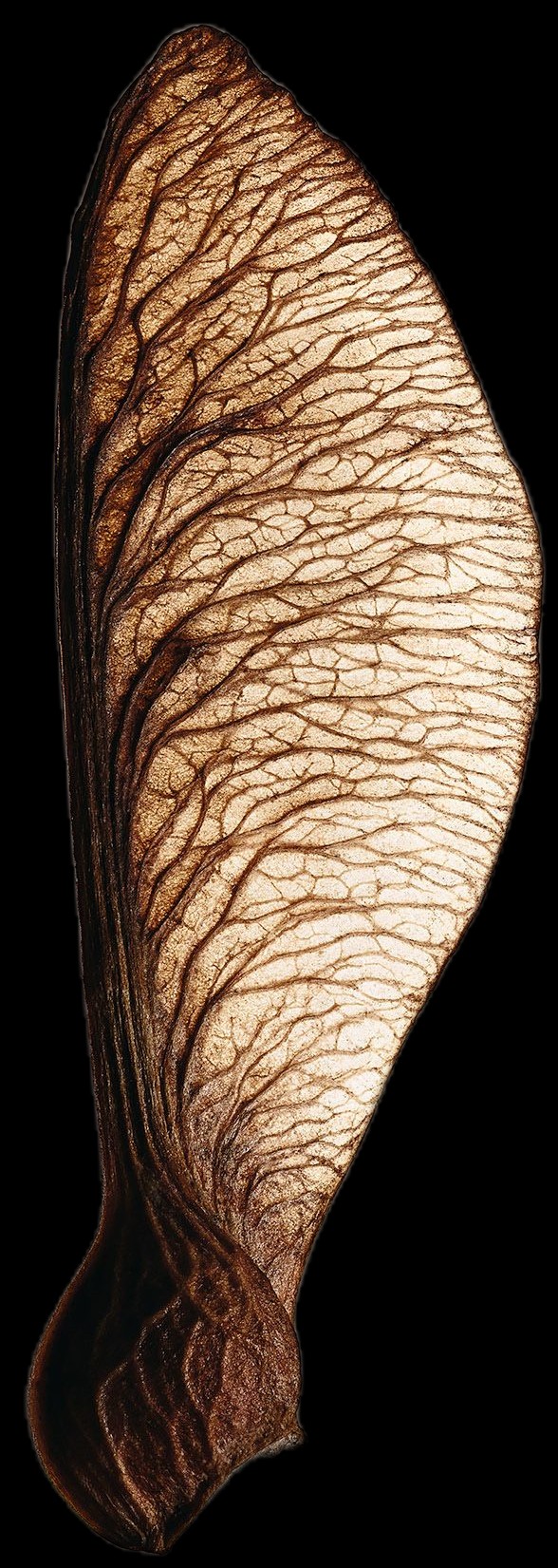A backlit seed pod