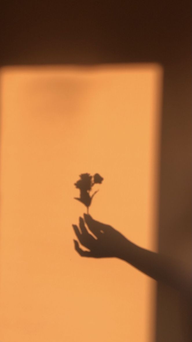 Shadow of flowers on a warm wall